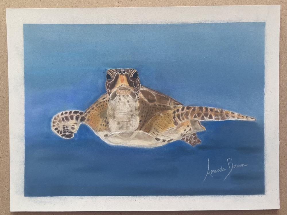 A Turtle Swimming in the Ocean