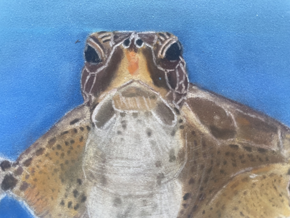 A Turtle Swimming in the Ocean