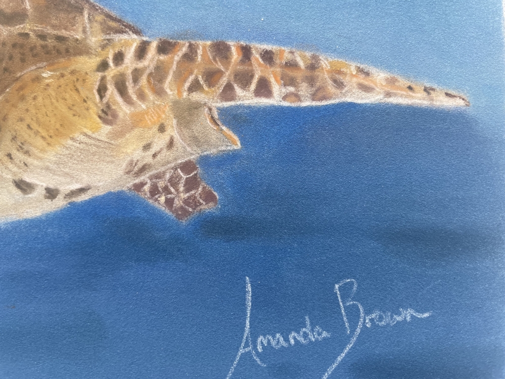 A Turtle Swimming in the Ocean