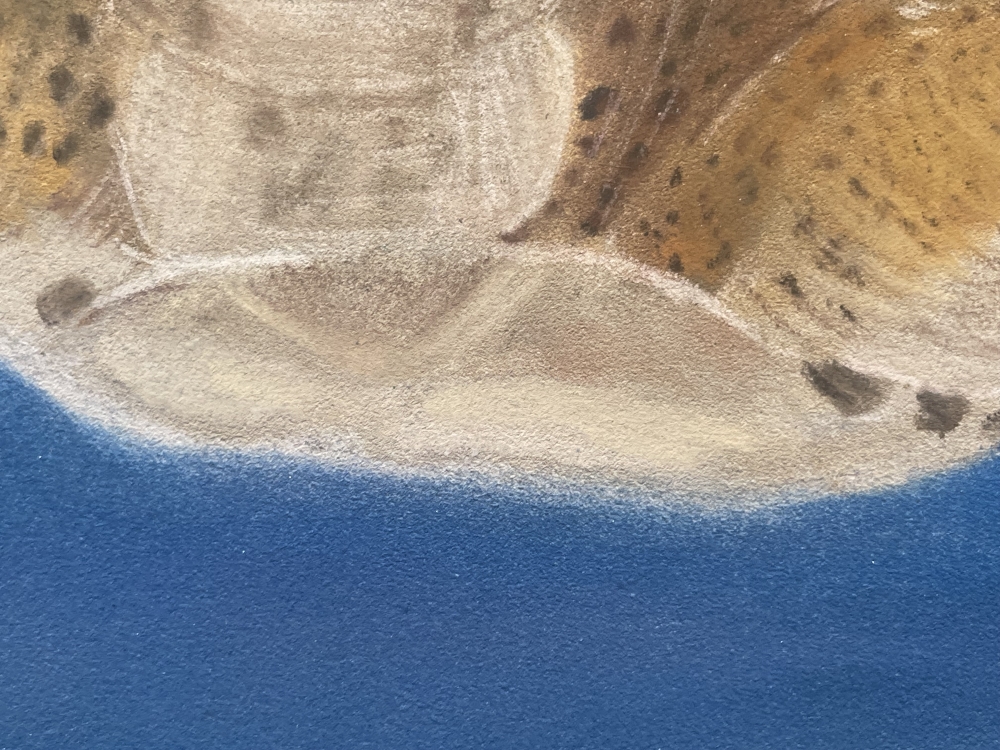 A Turtle Swimming in the Ocean