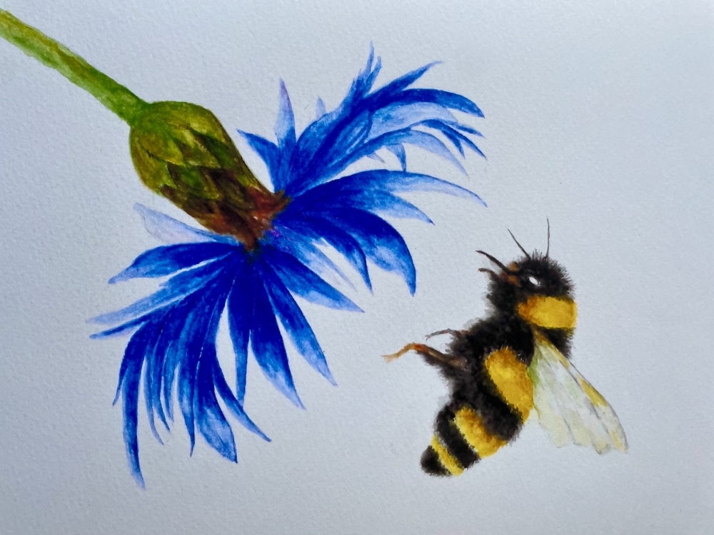 Bumblebee and Cornflower