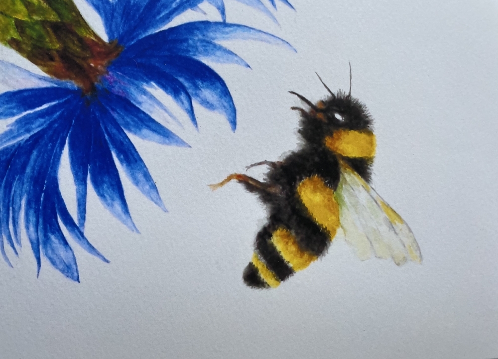 Bumblebee and Cornflower