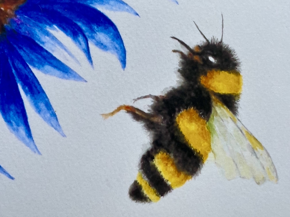 Bumblebee and Cornflower