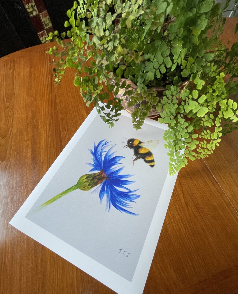 Bumblebee and Cornflower