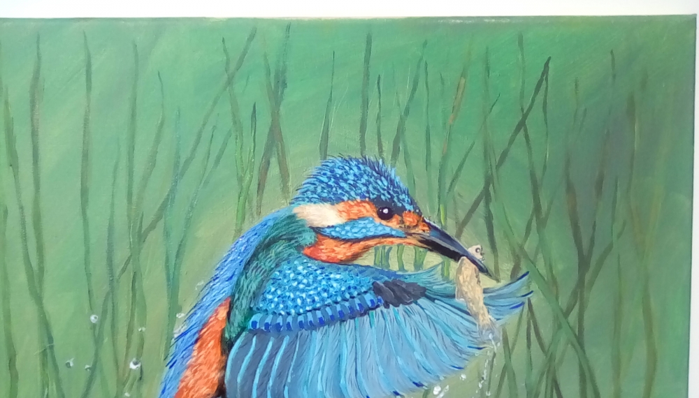 Kingfisher Fishing