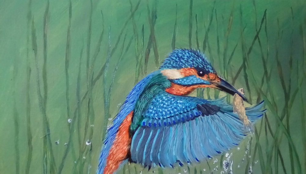 Kingfisher Fishing