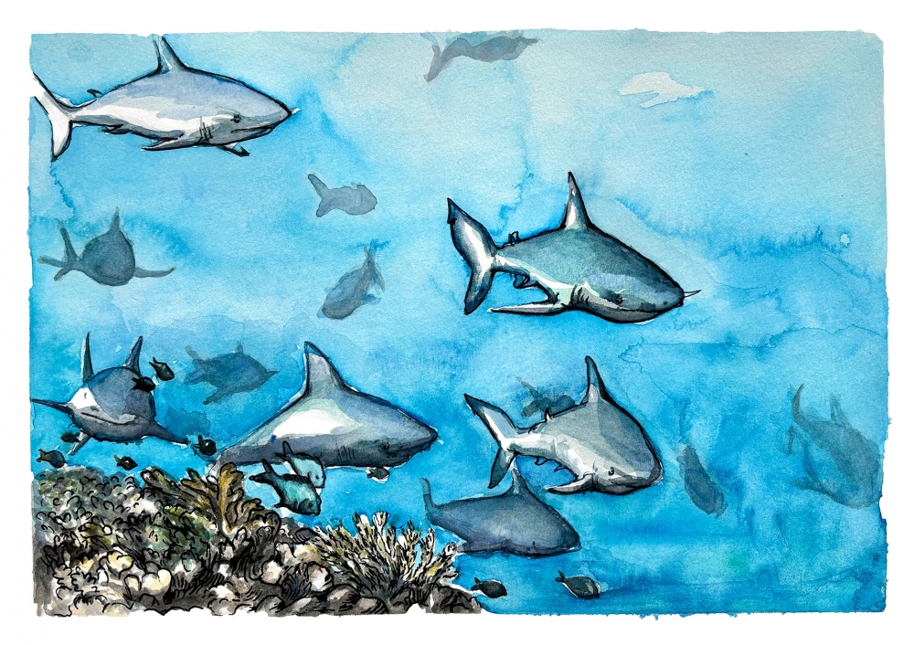 Reef Sharks