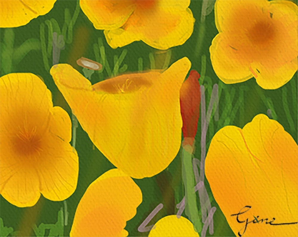California Poppies