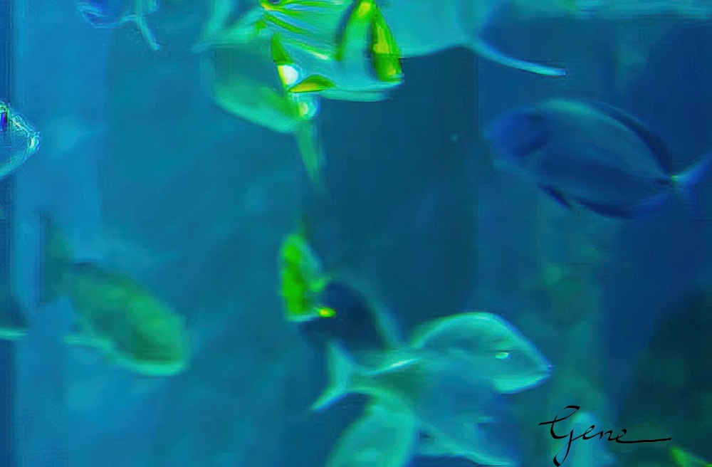 Aquarium Fish Head On