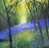Carpet of Woodland Bluebells framed