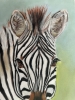 Ziggy The Zebra