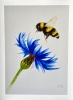 Bumblebee and Cornflower