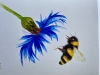 Bumblebee and Cornflower