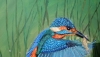 Kingfisher Fishing