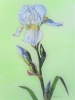 White Iris