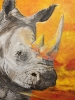 Rhino