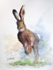 Hare II