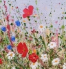 Petals, Poppies and Wildflowers