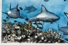 Reef Sharks
