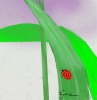 Wild Onion Kanji