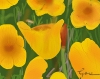 California Poppies