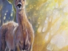 The Roebucks Realm