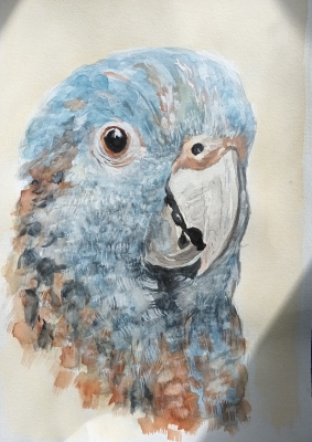 Blue Parrot