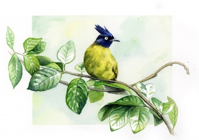 Bird of Paradise