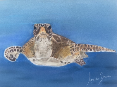 A Turtle in the Ocean - Hand Drawn