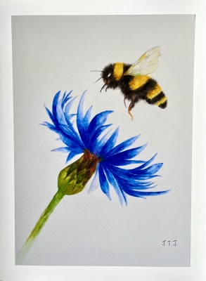 Bumblebee and Cornflower