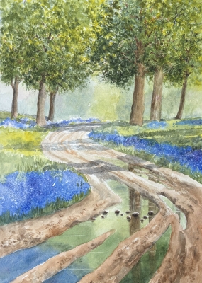 Bluebell Woods
