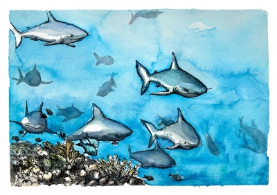 Reef Sharks
