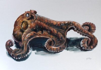 Octopus