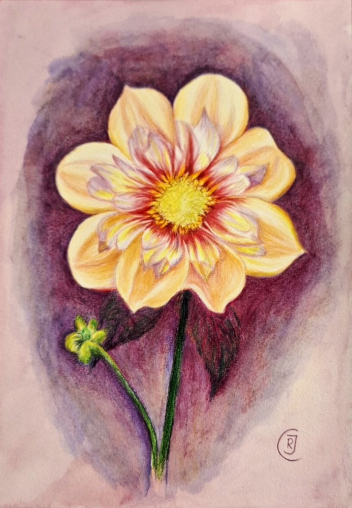 Peony, detailed flower study