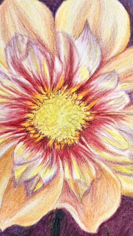 Peony, detailed flower study