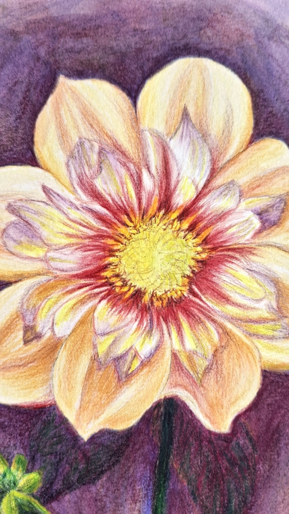 Peony, detailed flower study