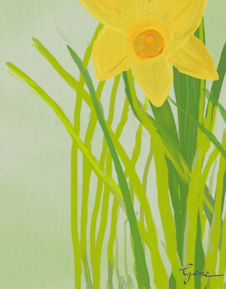Daffodil Kanji Hummingbird