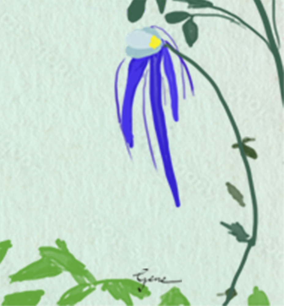 Blue Columbine Hanzi