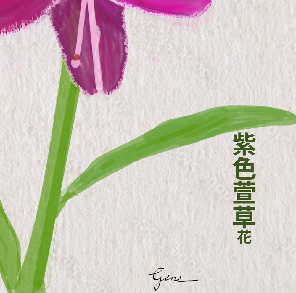 Purple Daylily Hanzi
