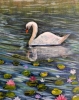 Serene Swans 