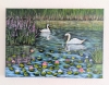 Serene Swans 
