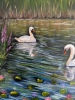 Serene Swans 