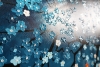 Cherry Blossom 5.