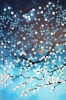 Cherry Blossom 5.