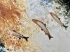 Salmon Jumping