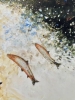 Salmon Jumping