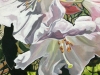 Rododendron Blossom