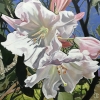 Rododendron Blossom