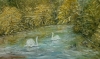 Swans on the Lake
