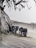 Elephants under the Baobab 